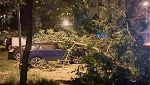 NEVREME NAPRAVILO HAOS U NOVOM SADU: Drvo palo na parkirane automobile (FOTO) NEVREME NAPRAVILO HAOS U NOVOM SADU: Drvo palo na parkirane automobile (FOTO)