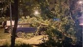 NEVREME NAPRAVILO HAOS U NOVOM SADU: Drvo palo na parkirane automobile (FOTO)