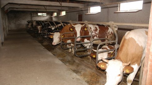 DANSKI FARMERI ZABRINUTI: Porez na emisiju ugljenika ugroziće im proizvodnju DANSKI FARMERI ZABRINUTI: Porez na emisiju ugljenika ugroziće im proizvodnju