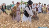 NAJSTARIJI ŽETELAC NA KOSIDBI KOD ZRENJANINA: Kosi od svoje četrnaeste, a sada ima sedamdesetdevet godine (FOTO)