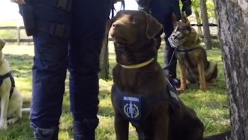 POLICAJCI I SLUŽBENI PSI - NEUSTRAŠIV TANDEM: MUP Srbije podelio snimak o svojim vernim kolegama (VIDEO) POLICAJCI I SLUŽBENI PSI - NEUSTRAŠIV TANDEM: MUP Srbije podelio snimak o svojim vernim kolegama (VIDEO)