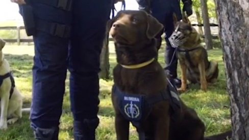 POLICAJCI I SLUŽBENI PSI - NEUSTRAŠIV TANDEM: MUP Srbije podelio snimak o svojim vernim kolegama (VIDEO)