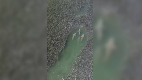 SNIMAK IZ NJUJORKA KOJI ODUZIMA DAH: Ajkule plivaju kroz jato riba (VIDEO) SNIMAK IZ NJUJORKA KOJI ODUZIMA DAH: Ajkule plivaju kroz jato riba (VIDEO)