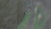 СНИМАК ИЗ ЊУЈОРКА КОЈИ ОДУЗИМА ДАХ: Ајкуле пливају кроз јато риба (ВИДЕО) СНИМАК ИЗ ЊУЈОРКА КОЈИ ОДУЗИМА ДАХ: Ајкуле пливају кроз јато риба (ВИДЕО)