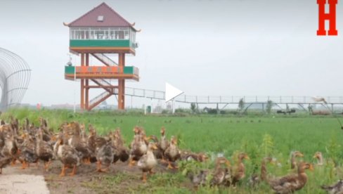 PATKE ZAPOSLENE NA PLANTAŽI PIRINČA: Suzbijanje korova je njihov deo posla