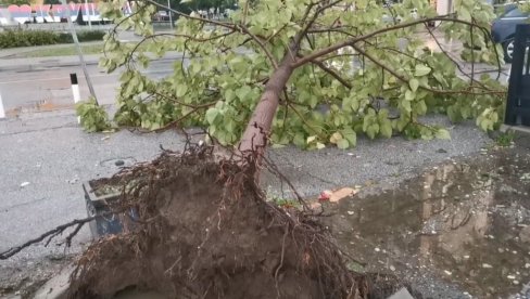 ВЕТАР ЧУПАО ДРВЕЋЕ ИЗ КОРЕНА: Олујно невреме оставило последице у Крушевцу (ФОТО/ВИДЕО) ВЕТАР ЧУПАО ДРВЕЋЕ ИЗ КОРЕНА: Олујно невреме оставило последице у Крушевцу (ФОТО/ВИДЕО)