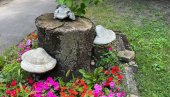 ПЕЧУРКА ЗАШТИТНИ ЗНАК: На самом улазу у зграду општине Нова Црња (ФОТО) ПЕЧУРКА ЗАШТИТНИ ЗНАК: На самом улазу у зграду општине Нова Црња (ФОТО)