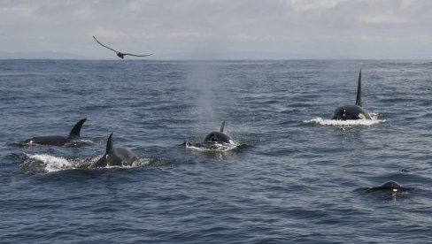 NAPAD JE POČEO IZNENADA: Orke potopile jedrilicu kod Gibraltara