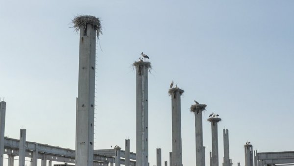 КОЛОНИЈА РОДА НА НЕДОВРШЕНОЈ ЗГРАДИ: Орнитолошка атракција у Новом Саду КОЛОНИЈА РОДА НА НЕДОВРШЕНОЈ ЗГРАДИ: Орнитолошка атракција у Новом Саду