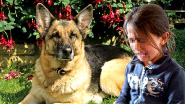 НАЈНОВИЈИ ДЕТАЉИ СТРАВИЧНОГ НАПАДА ПСА У СРЕМЧИЦИ: Угризао је девојчицу за стомак, па је вукао по дворишту НАЈНОВИЈИ ДЕТАЉИ СТРАВИЧНОГ НАПАДА ПСА У СРЕМЧИЦИ: Угризао је девојчицу за стомак, па је вукао по дворишту