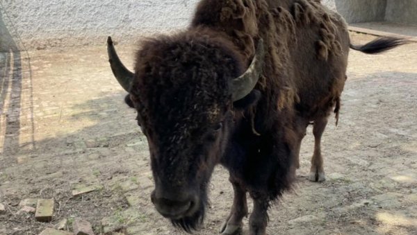 ЗОО ВРТ ДОБИО БИЗОНА: Нови становник добио је свој кутак ЗОО ВРТ ДОБИО БИЗОНА: Нови становник добио је свој кутак