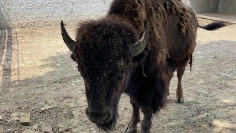 ZOO VRT DOBIO BIZONA: Novi stanovnik dobio je svoj kutak ZOO VRT DOBIO BIZONA: Novi stanovnik dobio je svoj kutak