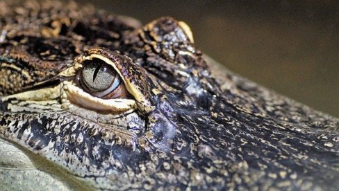 BIZARNA SMRT U INDONEZIJI: Ženu usmrtio krokodil dok se kupala u reci BIZARNA SMRT U INDONEZIJI: Ženu usmrtio krokodil dok se kupala u reci