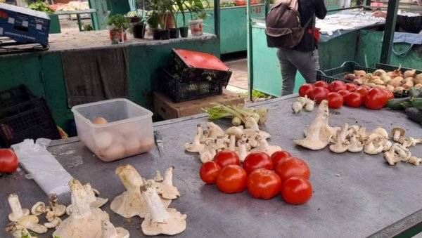 ОПАСНЕ ГЉИВЕ У ШУМАМА И НА ПИЈАЦАМА: Почетак лета период са највише тровања гљивама у Ваљеву ОПАСНЕ ГЉИВЕ У ШУМАМА И НА ПИЈАЦАМА: Почетак лета период са највише тровања гљивама у Ваљеву