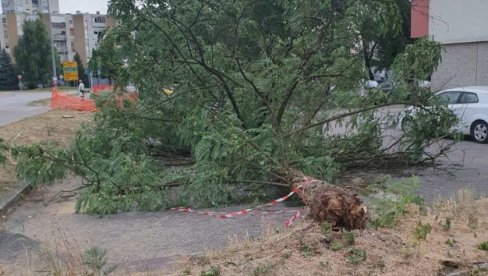 VETAR ČUPAO DRVEĆE: Snažno nevreme pogodilo Hrvatsku (FOTO)