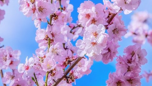 IZABRANI DOBITNICI SAKURA STIPENDIJA: Pet mladih talenata putuju u Japan IZABRANI DOBITNICI SAKURA STIPENDIJA: Pet mladih talenata putuju u Japan
