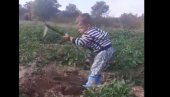 ОЈ ЂЕВОЈКО МИЛИЈАНА... Дечак окопава кромпир уз стару црногорску песму (ВИДЕО) ОЈ ЂЕВОЈКО МИЛИЈАНА... Дечак окопава кромпир уз стару црногорску песму (ВИДЕО)
