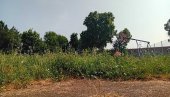 ЏУНГЛА УМЕСТО ПАРКА: Запуштене јавне површине у насељима на левој обали Дунава ЏУНГЛА УМЕСТО ПАРКА: Запуштене јавне површине у насељима на левој обали Дунава