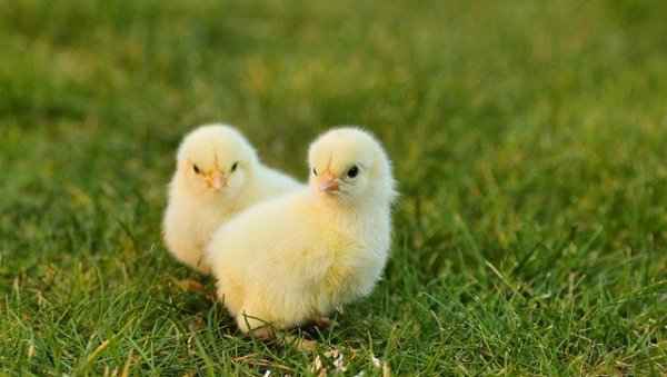 ПОГЛЕДАЛИ ИСПОД КВОЧКЕ И - ОСТАЛИ У ЧУДУ: Пиле са четири ноге шокирало домаћине (ФОТО) ПОГЛЕДАЛИ ИСПОД КВОЧКЕ И - ОСТАЛИ У ЧУДУ: Пиле са четири ноге шокирало домаћине (ФОТО)
