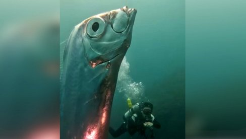 ISPLIVALA RIBA SUDNJEG DANA: Veruje se da najavljuje prirodne katastrofe (VIDEO) ISPLIVALA RIBA SUDNJEG DANA: Veruje se da najavljuje prirodne katastrofe (VIDEO)