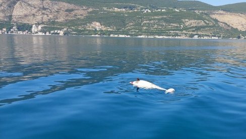 УГИНУО ДЕЛФИН У ХЕРЦЕГ НОВОМ: Ужас у Црној Гори