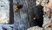 PRVI SIMPTOMI ALERGIJE NA UBOD STRŠLJENA: Ako vas ujede, na ovo posebno obratite pažnju