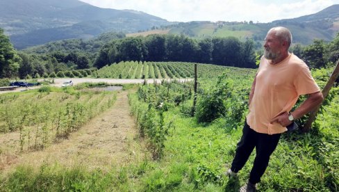 НОВОСТИ СА БЕРАЧИМА МАЛИНА КОД АРИЉА: Рекорд уписао Хуан из Вијетнама - у дану убрао 124,5 килограма НОВОСТИ СА БЕРАЧИМА МАЛИНА КОД АРИЉА: Рекорд уписао Хуан из Вијетнама - у дану убрао 124,5 килограма