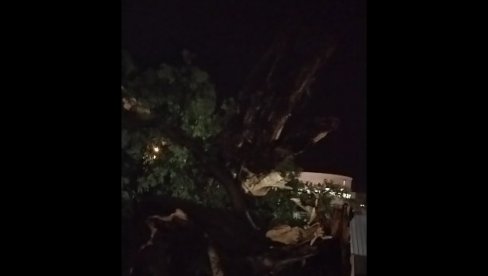NEVREME UNIŠTILO SIMBOL NOVOG SADA: Čuvenog koprivića više nema (FOTO) NEVREME UNIŠTILO SIMBOL NOVOG SADA: Čuvenog koprivića više nema (FOTO)