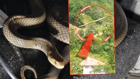 SNIMAK IZ BOSNE - ZA NEVERICU: Videte gde se zmija popela i kako se kreće (VIDEO) SNIMAK IZ BOSNE - ZA NEVERICU: Videte gde se zmija popela i kako se kreće (VIDEO)
