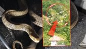 SNIMAK IZ BOSNE - ZA NEVERICU: Videte gde se zmija popela i kako se kreće (VIDEO) SNIMAK IZ BOSNE - ZA NEVERICU: Videte gde se zmija popela i kako se kreće (VIDEO)