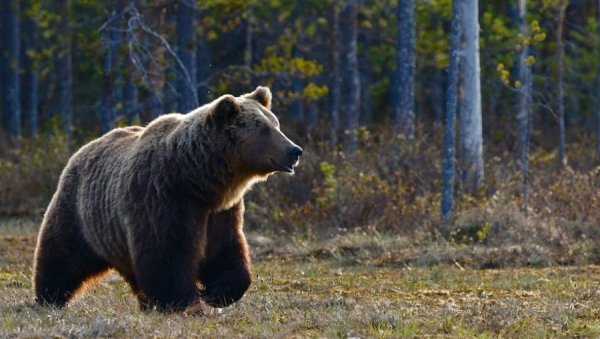 МЕДВЕД ИЗАЗВАО ПАНИКУ НА ХАЛКИДИКИЈУ: Виђен на корак од кућа и игралишта