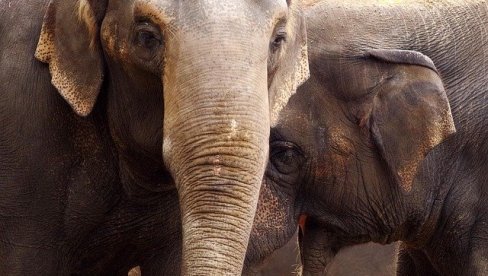 NEVIĐEN HOROR NA PRUZI: Ekspresni voz naleteo na krdo slonova