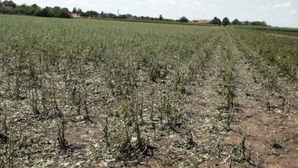 НА ПОЉИМА У КРУШЧИЋУ ГУБИЦИ СТО ОДСТО: У Кули досад пријављено око 2.000 штета у невремену НА ПОЉИМА У КРУШЧИЋУ ГУБИЦИ СТО ОДСТО: У Кули досад пријављено око 2.000 штета у невремену