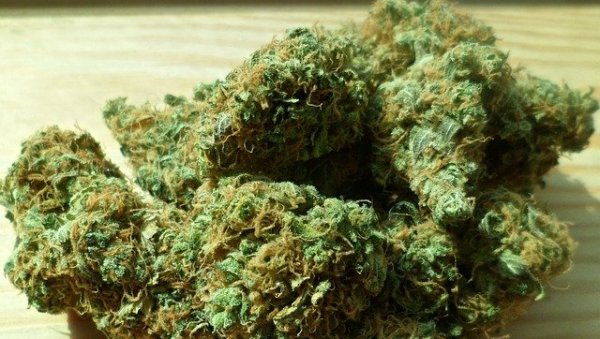 ТУЖИЛАШТВО У СМЕДЕРЕВУ ПОДИГЛО ОПТУЖНИЦУ ЗБОГ 25 КИОГРАМА МАРИХУАНЕ: Палнчанин и Београђанин пали због препродаје дроге ТУЖИЛАШТВО У СМЕДЕРЕВУ ПОДИГЛО ОПТУЖНИЦУ ЗБОГ 25 КИОГРАМА МАРИХУАНЕ: Палнчанин и Београђанин пали због препродаје дроге
