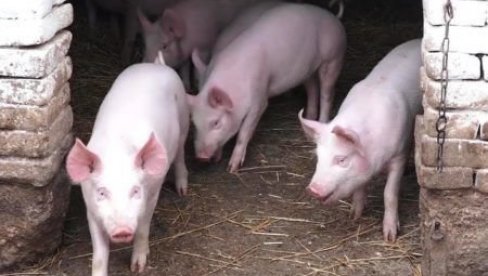 ZBOG AFRIČKE KUGE: Klanje svinja u ovim mestima samo za sopstvene potrebe uz dozvolu veterinara ZBOG AFRIČKE KUGE: Klanje svinja u ovim mestima samo za sopstvene potrebe uz dozvolu veterinara
