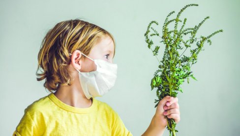 OLAKŠANJE TEK KRAJEM SEPTEMBRA: Koncentracija polena ambrozije još uvek povišena OLAKŠANJE TEK KRAJEM SEPTEMBRA: Koncentracija polena ambrozije još uvek povišena