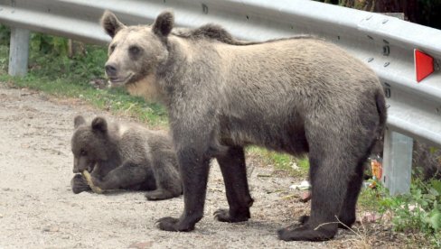 MEDVEDI PUTARINU NAPLAĆUJU U HRANI: Čekaju putnike uz najopasniju evropsku saobraćajnicu Transfagaraš i Puta graničara Srba u Karpatima MEDVEDI PUTARINU NAPLAĆUJU U HRANI: Čekaju putnike uz najopasniju evropsku saobraćajnicu Transfagaraš i Puta graničara Srba u Karpatima