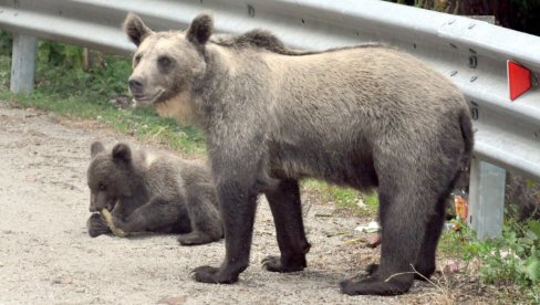 MEDVEDI PUTARINU NAPLAĆUJU U HRANI: Čekaju putnike uz najopasniju evropsku saobraćajnicu Transfagaraš i Puta graničara Srba u Karpatima