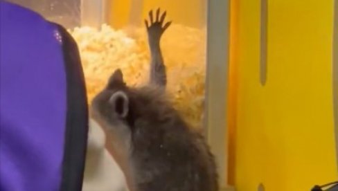 NEVEROVATNE SCENE SA FUDBALSKIH TERENA! Rakun upao u novinarsku ložu, odbio da ode bez kokica (VIDEO) NEVEROVATNE SCENE SA FUDBALSKIH TERENA! Rakun upao u novinarsku ložu, odbio da ode bez kokica (VIDEO)