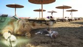 ОСТРВО СМРТИ: Пронашли на хиљаде мртвих мачака - дају им лекове за људе ОСТРВО СМРТИ: Пронашли на хиљаде мртвих мачака - дају им лекове за људе