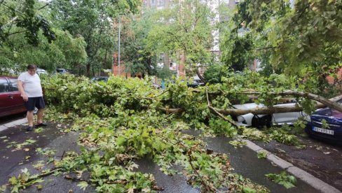 NEVREME NAPRAVILO HAOS NA BANJICI: Počupano drveće i polomljene grane svuda po putu (FOTO/VIDEO)