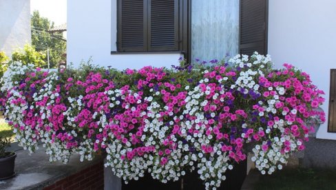 AKCIJA U VELIKOM GRADIŠTU: Biraju najlepše bašte i balkoni AKCIJA U VELIKOM GRADIŠTU: Biraju najlepše bašte i balkoni
