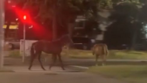 AUTOMOBILOM SE ZAKUCALA U KONJA NA KONJARNIKU: Žena tvrdi da su bila dva i da su pobegla (VIDEO) AUTOMOBILOM SE ZAKUCALA U KONJA NA KONJARNIKU: Žena tvrdi da su bila dva i da su pobegla (VIDEO)