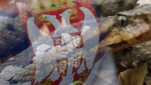 NEKI KAŽU - UŽIČKA ANAKONDA: Muškarac snimio zmiju usred grada (VIDEO) NEKI KAŽU - UŽIČKA ANAKONDA: Muškarac snimio zmiju usred grada (VIDEO)