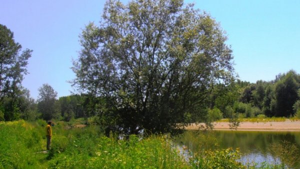 ОВО ЈЕ НАЈОПАСНИЈА ОБАЛА ЗАПАДНЕ МОРАВЕ: Младић се ту удавио пред оцем ОВО ЈЕ НАЈОПАСНИЈА ОБАЛА ЗАПАДНЕ МОРАВЕ: Младић се ту удавио пред оцем
