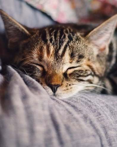 ДА ЛИ ЈЕ И ЊИМА ДОСАДНО? Како живот у затвореном простору утиче на мачке