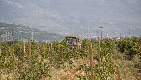 ТЕШКА ГОДИНА ЗА ВЕЋИНУ ТРЕБИЊСКИХ ВИНОГРАДАРА Мање грожђа, веће цене ТЕШКА ГОДИНА ЗА ВЕЋИНУ ТРЕБИЊСКИХ ВИНОГРАДАРА Мање грожђа, веће цене