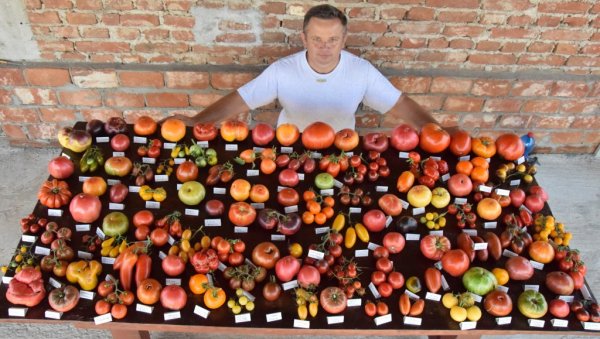 РЕКОРДЕРИ НА БАЛКАНУ: Породица Антић из Ћуприје узгаја чак 360 сорти парадајза (ФОТО) РЕКОРДЕРИ НА БАЛКАНУ: Породица Антић из Ћуприје узгаја чак 360 сорти парадајза (ФОТО)