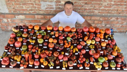 REKORDERI NA BALKANU: Porodica Antić iz Ćuprije uzgaja čak 360 sorti paradajza (FOTO) REKORDERI NA BALKANU: Porodica Antić iz Ćuprije uzgaja čak 360 sorti paradajza (FOTO)