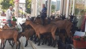 INCIDENT U PLJEVALJSKOM MANASTIRU SVETA TROJICA: Napadnuti monasi, radnici i gosti (VIDEO)